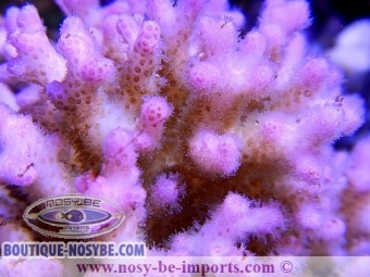 https://www.boutique-nosybe.com/2797-thickbox_default/pocillopora-damicornis-rose.jpg