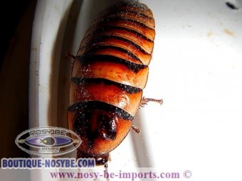 https://www.boutique-nosybe.com/2814-thickbox_default/elliptorhina-javanica.jpg