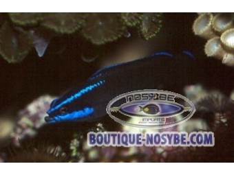 https://www.boutique-nosybe.com/282-thickbox_default/pseudochromis-springeri.jpg