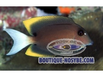 https://www.boutique-nosybe.com/283-thickbox_default/ctenochaetus-tominiensis.jpg