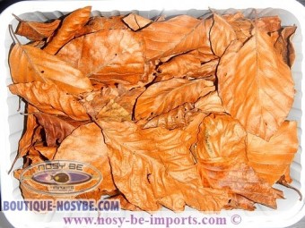 https://www.boutique-nosybe.com/2852-thickbox_default/feuille-catappa-s.jpg