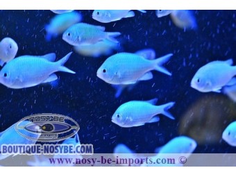 https://www.boutique-nosybe.com/2861-thickbox_default/chromis-viridis.jpg