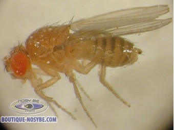 https://www.boutique-nosybe.com/2897-thickbox_default/drosophila-melanogaster.jpg