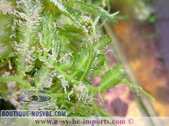 https://www.boutique-nosybe.com/2914-thickbox_default/caulerpa-sertularioides.jpg