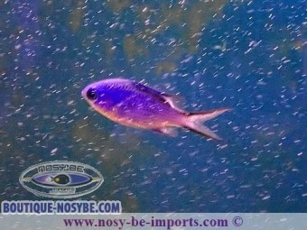 https://www.boutique-nosybe.com/2959-thickbox_default/chromis-cyanea.jpg