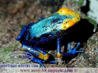 https://www.boutique-nosybe.com/2973-thickbox_default/dendrobates-tinctorius-tumucumaque.jpg