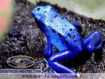 https://www.boutique-nosybe.com/2977-thickbox_default/dendrobates-azureus.jpg