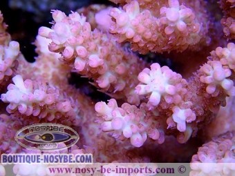 https://www.boutique-nosybe.com/2978-thickbox_default/acropora-microclados-strawberry-shortcake.jpg