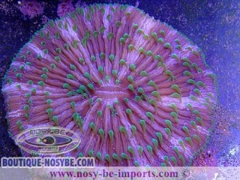 https://www.boutique-nosybe.com/2989-thickbox_default/cycloseris-sp-tricolor.jpg