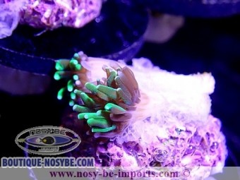 https://www.boutique-nosybe.com/3010-thickbox_default/boutures-nano-nano-prix.jpg