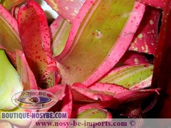 https://www.boutique-nosybe.com/3015-thickbox_default/neoregelia-sp-iphigenie.jpg