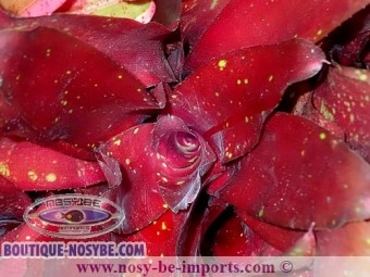 https://www.boutique-nosybe.com/3017-thickbox_default/neoregelia-sp-royal-burgandy.jpg