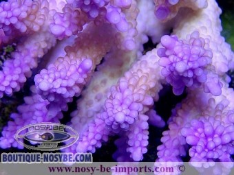https://www.boutique-nosybe.com/3084-thickbox_default/acropora-cerealis-violet.jpg