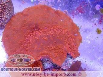 https://www.boutique-nosybe.com/3088-thickbox_default/actinodiscus-sp-super-rouge.jpg