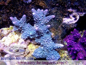 https://www.boutique-nosybe.com/3092-thickbox_default/acropora-formosa-vert-pointes-bleues.jpg