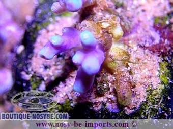 https://www.boutique-nosybe.com/3166-thickbox_default/acropora-sp-wysiwyg.jpg