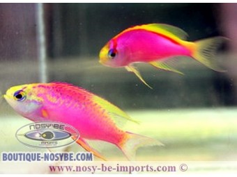 https://www.boutique-nosybe.com/3167-thickbox_default/pseudanthias-ventralis.jpg