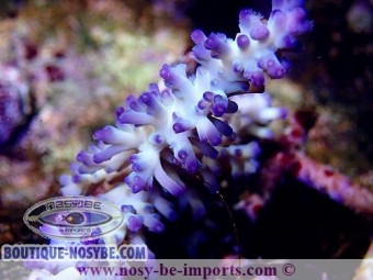 https://www.boutique-nosybe.com/3169-thickbox_default/acropora-echinata-ice-fire-wysiwyg.jpg