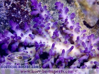 https://www.boutique-nosybe.com/3170-thickbox_default/acropora-echinata-ice-fire-wysiwyg.jpg