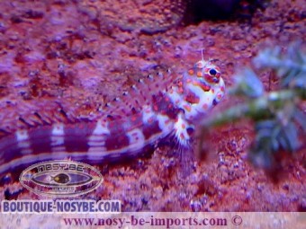 https://www.boutique-nosybe.com/3190-thickbox_default/blenniella-chrysospilos.jpg