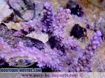 https://www.boutique-nosybe.com/3199-thickbox_default/acropora-horrida-violet.jpg