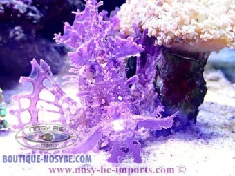 https://www.boutique-nosybe.com/3204-thickbox_default/rhinopias-frondosa-violet.jpg
