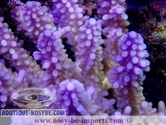 https://www.boutique-nosybe.com/3230-thickbox_default/acropora-cerealis-violet-xl-wysiwyg.jpg