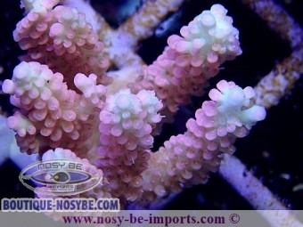 https://www.boutique-nosybe.com/3232-thickbox_default/acropora-microclados-ss-s-wysiwyg.jpg