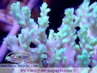 https://www.boutique-nosybe.com/3234-thickbox_default/acropora-aculeus-xl-wysiwyg.jpg