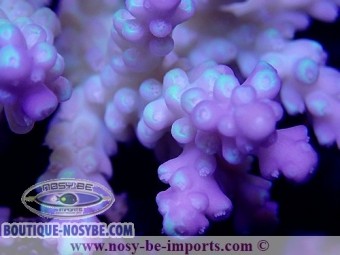 https://www.boutique-nosybe.com/3240-thickbox_default/acropora-sp-tricolor-wysiwyg.jpg