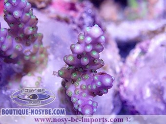 https://www.boutique-nosybe.com/3250-thickbox_default/acropora-subulata-tricolor-wysiwyg.jpg