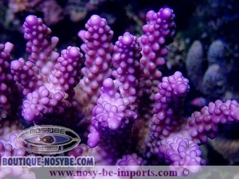 https://www.boutique-nosybe.com/3310-thickbox_default/acropora-sp-violet-wysiwyg.jpg