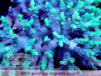 https://www.boutique-nosybe.com/3331-thickbox_default/acropora-aculeus.jpg