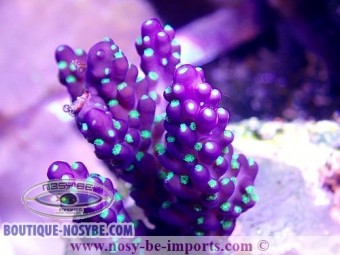 https://www.boutique-nosybe.com/3354-thickbox_default/acropora-subulata-tricolore-wysiwyg.jpg