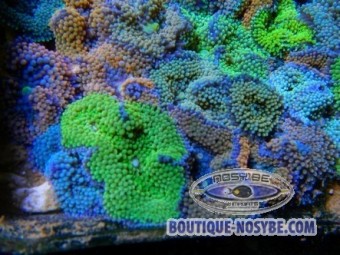 https://www.boutique-nosybe.com/340-thickbox_default/ricordea-florida-multicolore.jpg