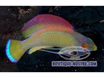 https://www.boutique-nosybe.com/344-thickbox_default/cirrhilabrus-pylei.jpg
