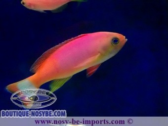 https://www.boutique-nosybe.com/3453-thickbox_default/pseudanthias-pictilis.jpg