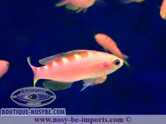 https://www.boutique-nosybe.com/3459-thickbox_default/pseudanthias-flavoguttatus.jpg