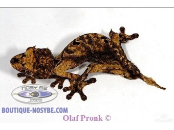 https://www.boutique-nosybe.com/3464-thickbox_default/uroplatus-fiera.jpg