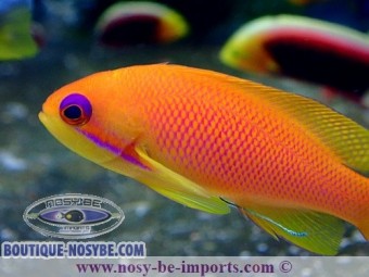 https://www.boutique-nosybe.com/3493-thickbox_default/pseudanthias-squamipinnis.jpg