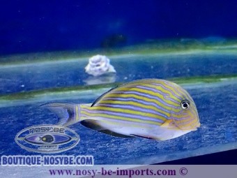 https://www.boutique-nosybe.com/3536-thickbox_default/acanthurus-lineatus.jpg