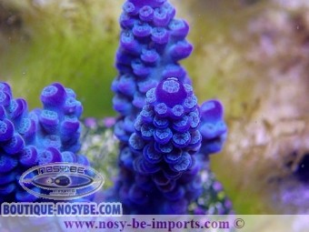 https://www.boutique-nosybe.com/3569-thickbox_default/acropora-sp-usa-wysiwyg.jpg