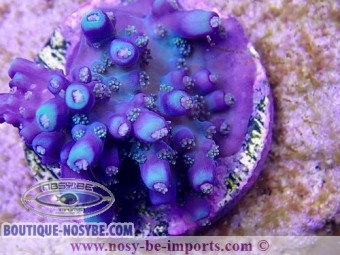 https://www.boutique-nosybe.com/3573-thickbox_default/acropora-sp-usa-wysiwyg.jpg