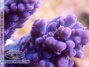 https://www.boutique-nosybe.com/3575-thickbox_default/acropora-sp-usa-wysiwyg.jpg