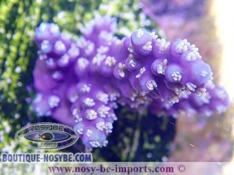 https://www.boutique-nosybe.com/3577-thickbox_default/acropora-horrida-usa-wysiwyg.jpg