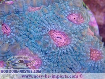 https://www.boutique-nosybe.com/3578-thickbox_default/echinophyllia-sp-usa-wysiwyg.jpg