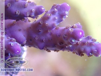 https://www.boutique-nosybe.com/3582-thickbox_default/acropora-sp-usa-wysiwyg.jpg