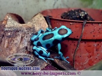 https://www.boutique-nosybe.com/3633-thickbox_default/dendrobates-auratus-el-cope.jpg