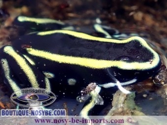 https://www.boutique-nosybe.com/3638-thickbox_default/dendrobates-truncatus.jpg