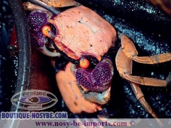 https://www.boutique-nosybe.com/3644-thickbox_default/-geosesarma-dennerle-crabe-vampire.jpg
